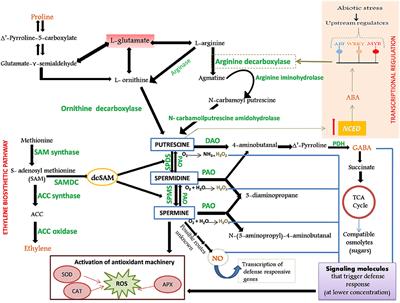 Arbuscular Mycorrhiza-Mediated Regulation of Polyamines and Aquaporins During Abiotic Stress: Deep Insights on the Recondite Players